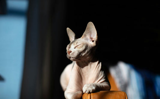 Nicht haarende Katzen- Pawsometime