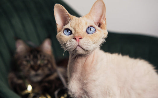 Welche Katzen haaren nicht - Pawsometime