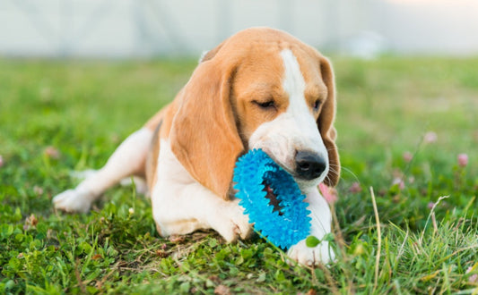 Welche Kauartikel sollten Hunde gegen Zahnstein Kauen? - PAWSOMETIME