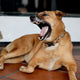 Beliebte Kaubeschäftigungen für Hunde - Pawsometime
