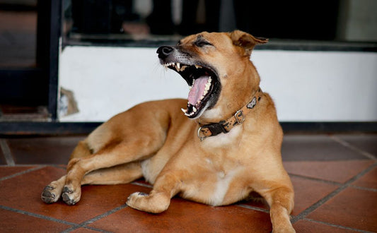 Beliebte Kaubeschäftigungen für Hunde - Pawsometime