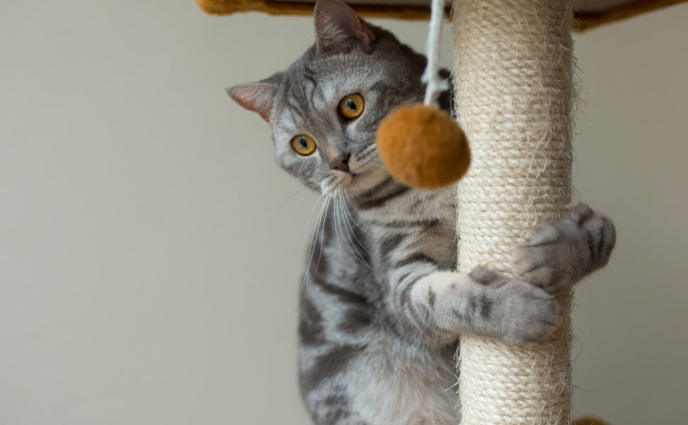 Welche Kratzflächen bevorzugen Katzen? Einblicke in Texturen, Höhen und die geheime Sprache des Kratzens - PAWSOMETIME