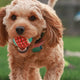 hundespielzeug gummi - PAWSOMETIME
