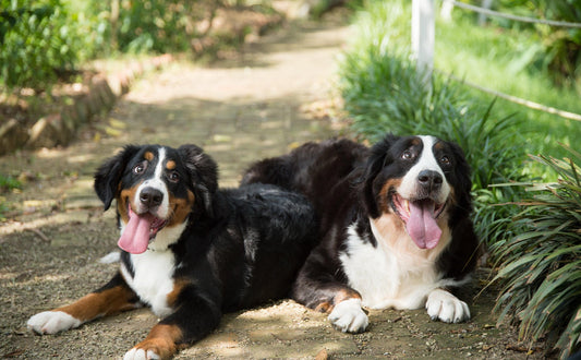 Welche Nüsse dürfen Hunde essen – und wie man sie richtig anbietet