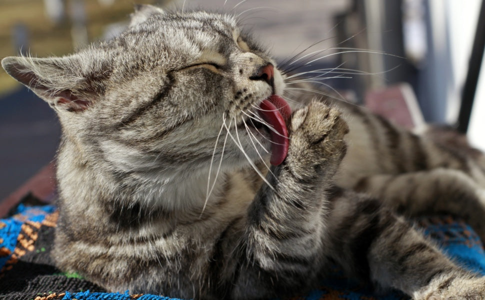 gelangweilte Katze - PAWSOMETIME