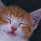 Katzenstimmungen - Pawsometime
