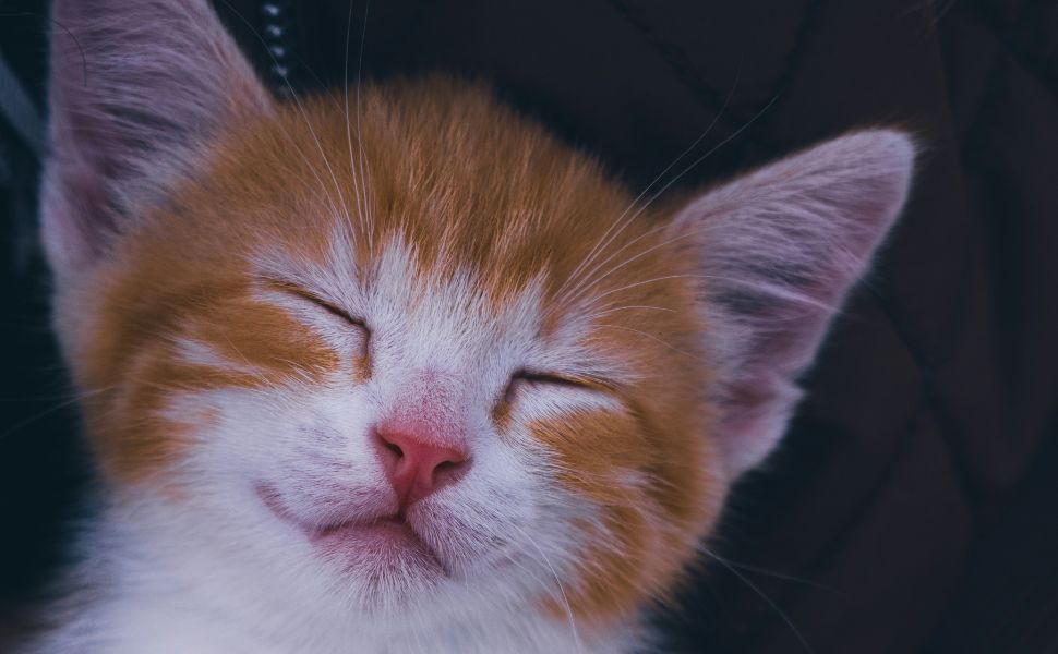 Katzenstimmungen - Pawsometime