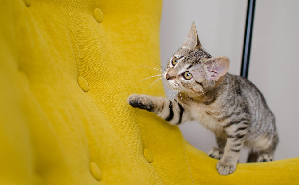 Katzen sehen Farben: Welche Töne fallen für sie am auffälligsten auf?