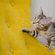 Katze - Pawsometime