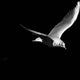 Welche Vögel fliegen nachts? Ein Vergleich zwischen Wildvögeln und dem Nachtverhalten unserer Haustiere - Pawsometime