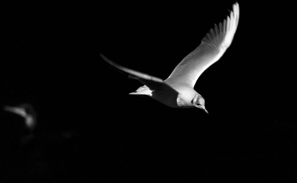 Welche Vögel fliegen nachts? Ein Vergleich zwischen Wildvögeln und dem Nachtverhalten unserer Haustiere - Pawsometime