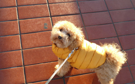 Teddyhund - Pawsometime