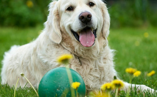 Hundeball - PAWSOMETIME