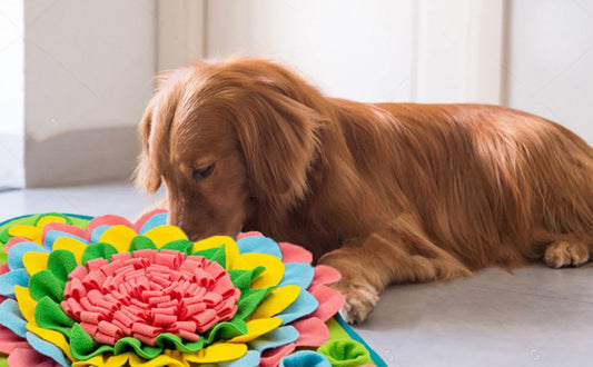 Schnüffelmatten für Hunde: Welches Design fördert Intelligenz & Beschäftigung am besten?