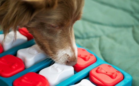 Intelligenzspielzeug für Hunde - PAWSOMETIME
