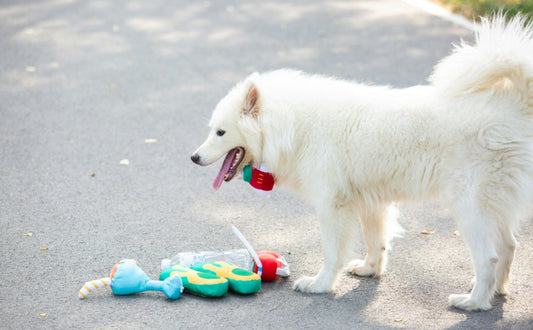Welches Spielzeug ist das beste für Hunde? - PAWSOMETIME