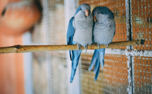 Vogelspielzeug -  PAWSOMETIME