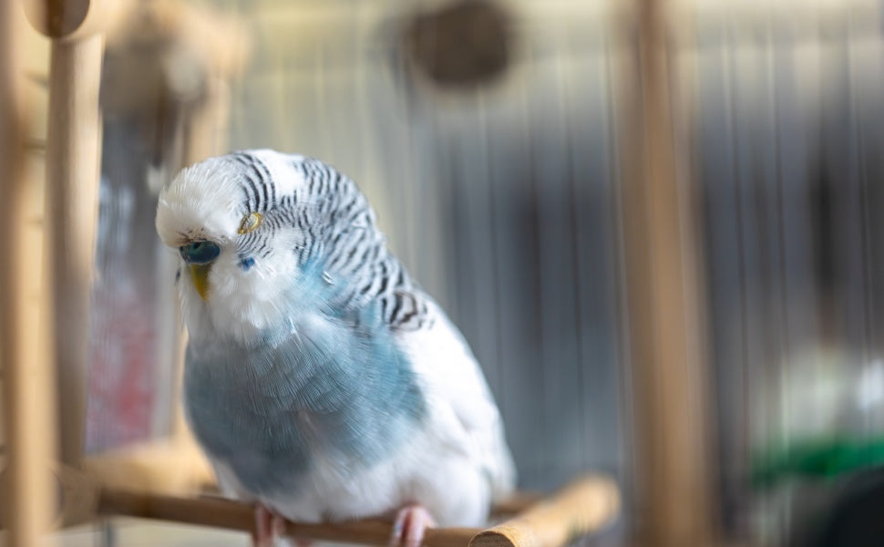 Wellensittich Spielzeug - PAWSOMETIME