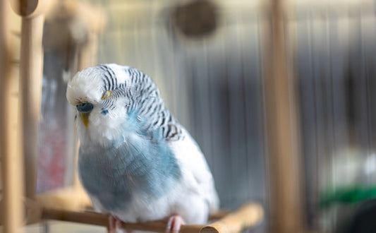 Wellensittich Spielzeug - PAWSOMETIME