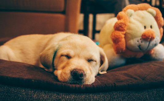 Welpen Kuscheltier Robust für Kauer oder weich zum Kuscheln - PAWSOMETIME