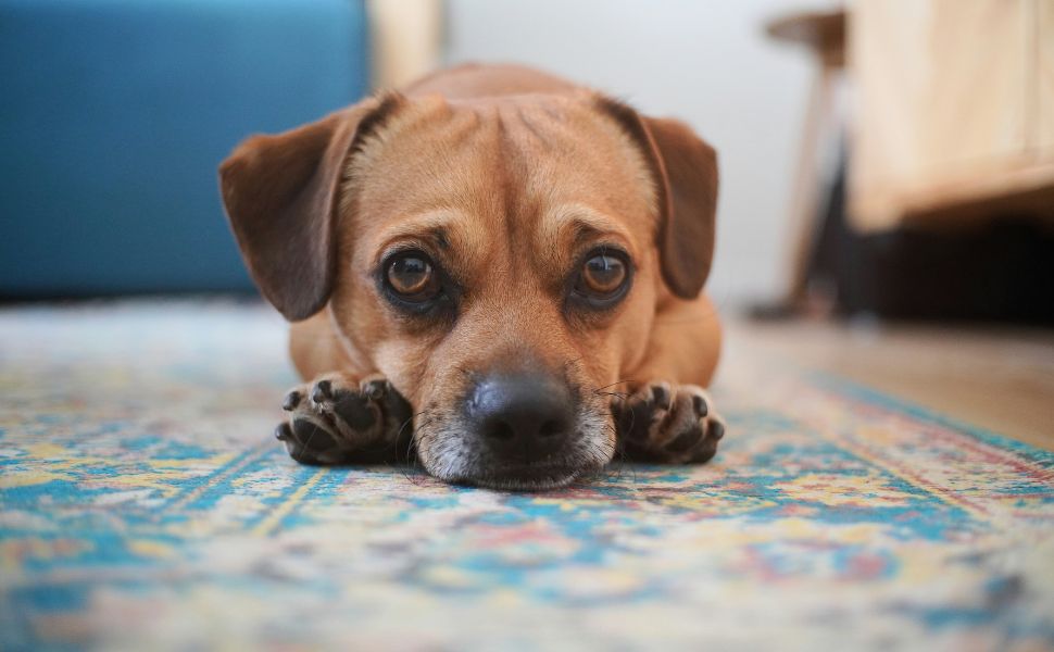 Welpen langsam an Alleinsein gewöhnen Schritt für Schritt - PAWSOMETIME