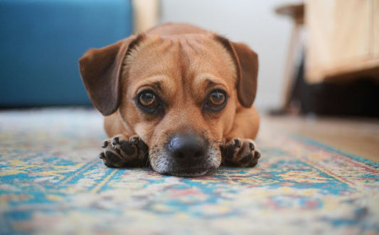 Welpen langsam an Alleinsein gewöhnen Schritt für Schritt - PAWSOMETIME