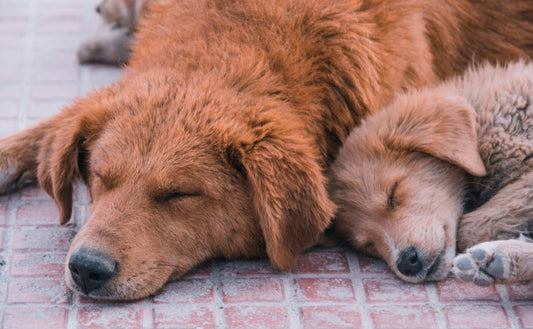 Erwachsene Hunde und Welpen - PAWSOMETIME