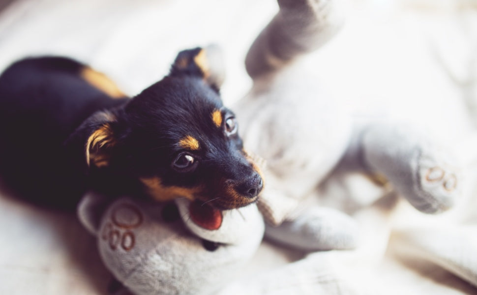 Kuscheltier für Welpen -  PAWSOMETIME