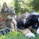 Katze und Hund  - Pawsometime