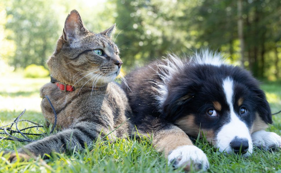 Katze und Hund  - Pawsometime