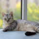 Wenn die Katze zittert mit dem Schwanz: Wann ist es Freude und wann Stress? - Pawsometime