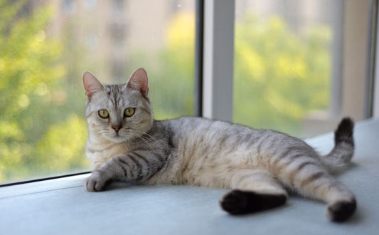 Wenn die Katze zittert mit dem Schwanz: Wann ist es Freude und wann Stress? - Pawsometime
