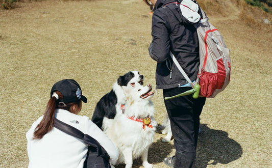 Wenn du mit deinem Hund reisen willst: Die umfassende Packliste und Tipps
