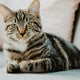 Katze - Pawsometime