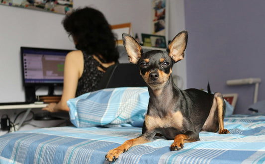 kuscheltier für den hund - Pawsometime