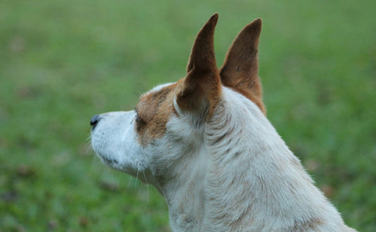 Das Hörvermögen des Hundes - PAWSOMETIME