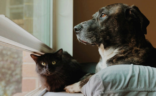 Unterschiede beim Spielen von Hund und Katze - PAWSOMETIME