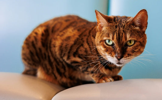 Wie Katzen Farben und Formen wahrnehmen: Was das für Ihr Möbel-Design bedeutet - PAWSOMETIME