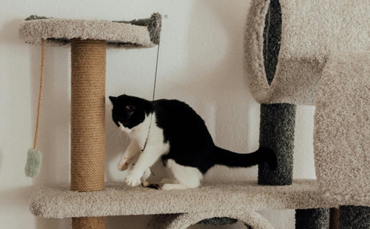 kratzbaum klein -  PAWSOMETIME