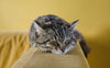 Gelangweilte Katze - Pawsometime