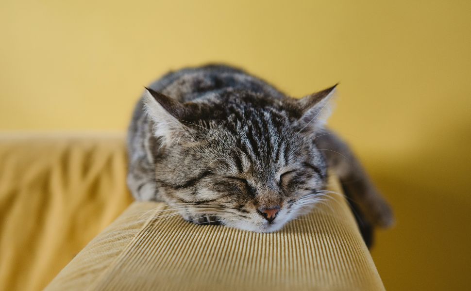 Gelangweilte Katze - Pawsometime