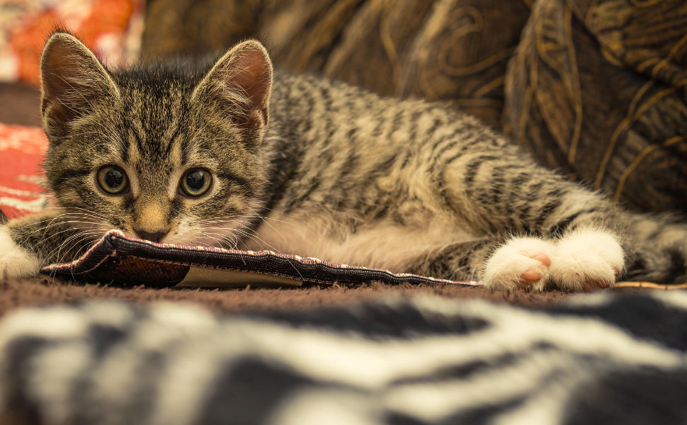 Kuscheltier Katze - Pawsometime