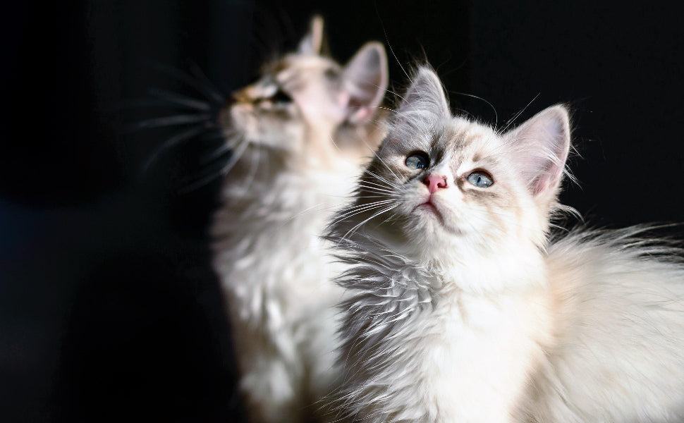 Weiße Katzen - Pawsometime