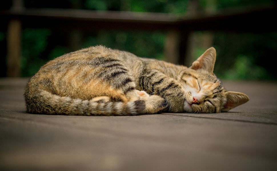 katzenbaum stabil - Pawsometime