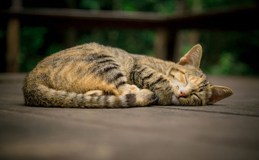 katzenbaum stabil - Pawsometime