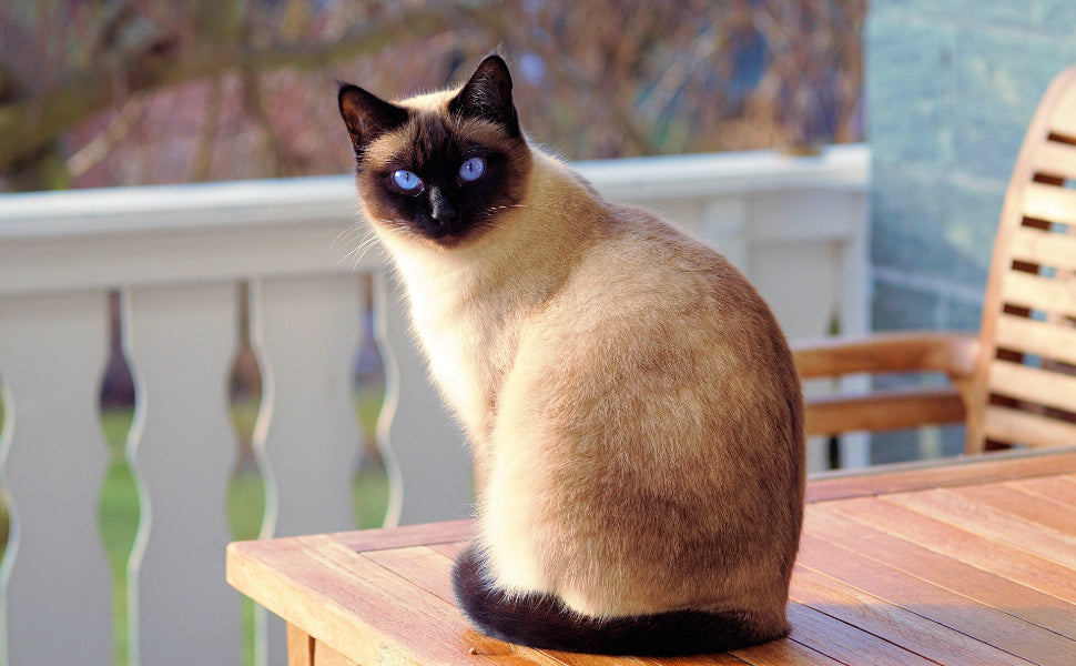 Wie alt werden Katzen im Durchschnitt? Tipps, um den Durchschnitt zu übertreffen