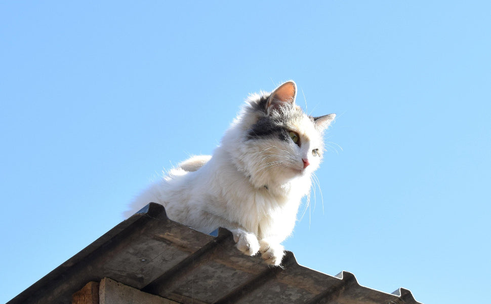 Wie alt werden Katzen – und ab wann gelten sie als Senioren?