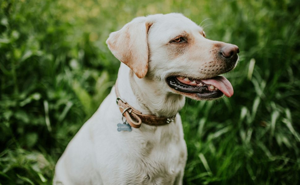 labrador retriever - Pawsometime