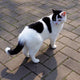 Katze - Pawsometime
