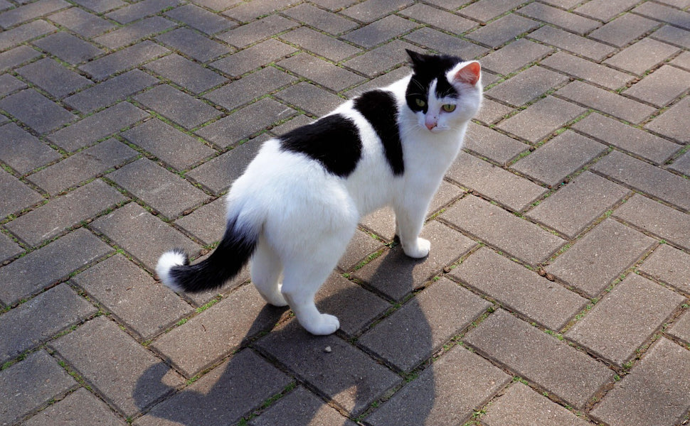 Katze - Pawsometime